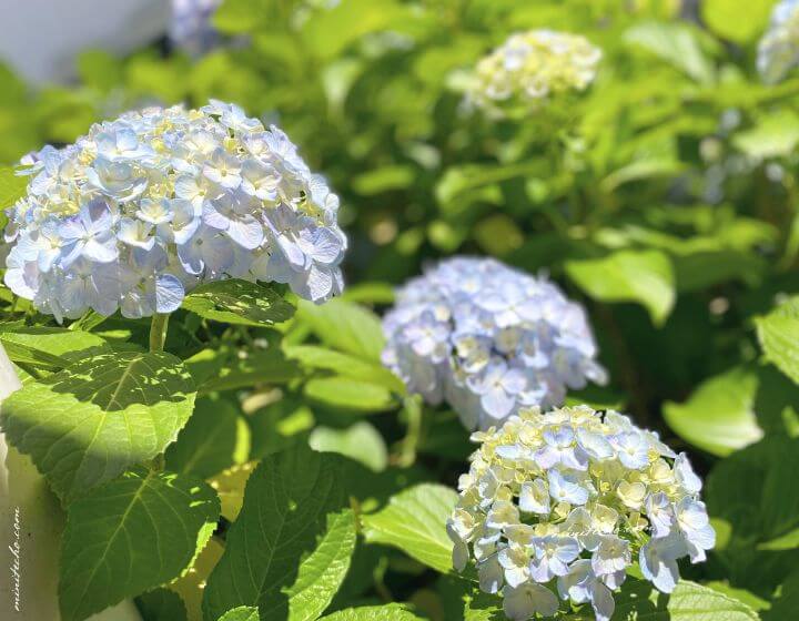 紫陽花